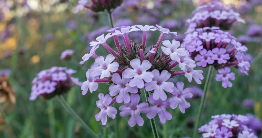 Verbena snoeien – complete gids voor volle groei en lange bloei