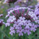 Verbena snoeien – complete gids voor volle groei en lange bloei
