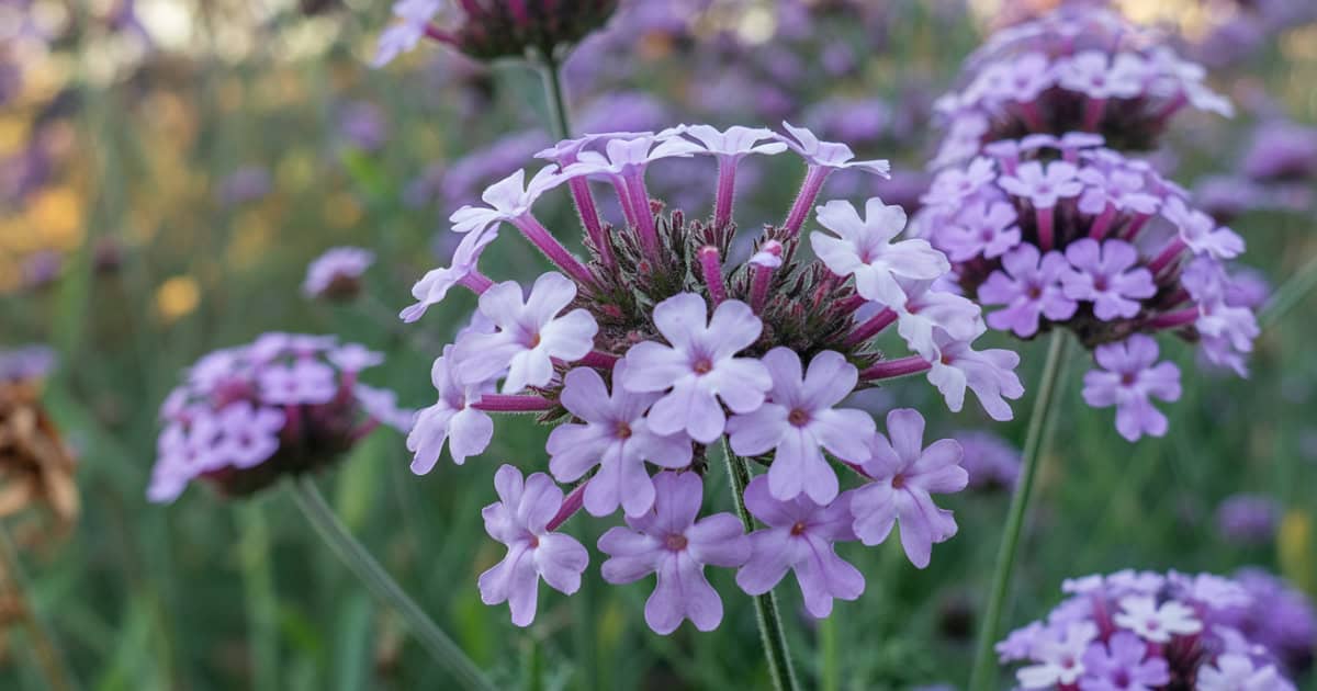 Verbena snoeien – complete gids voor volle groei en lange bloei