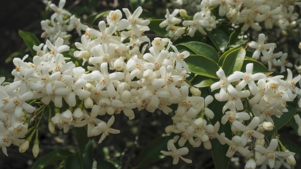 Toscaanse jasmijn giftig