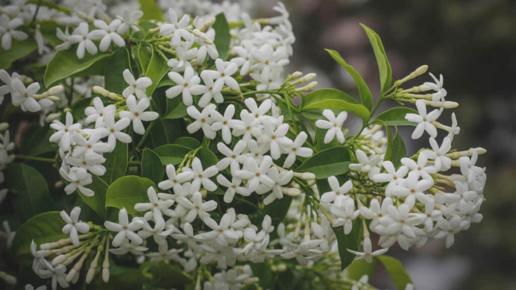 Toscaanse jasmijn giftig? Alles wat je moet weten over veiligheid in de tuin