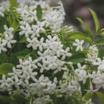 Toscaanse jasmijn giftig? Alles wat je moet weten over veiligheid in de tuin