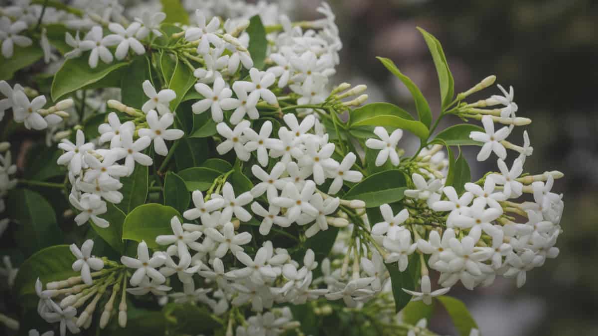 Toscaanse jasmijn giftig? Alles wat je moet weten over veiligheid in de tuin
