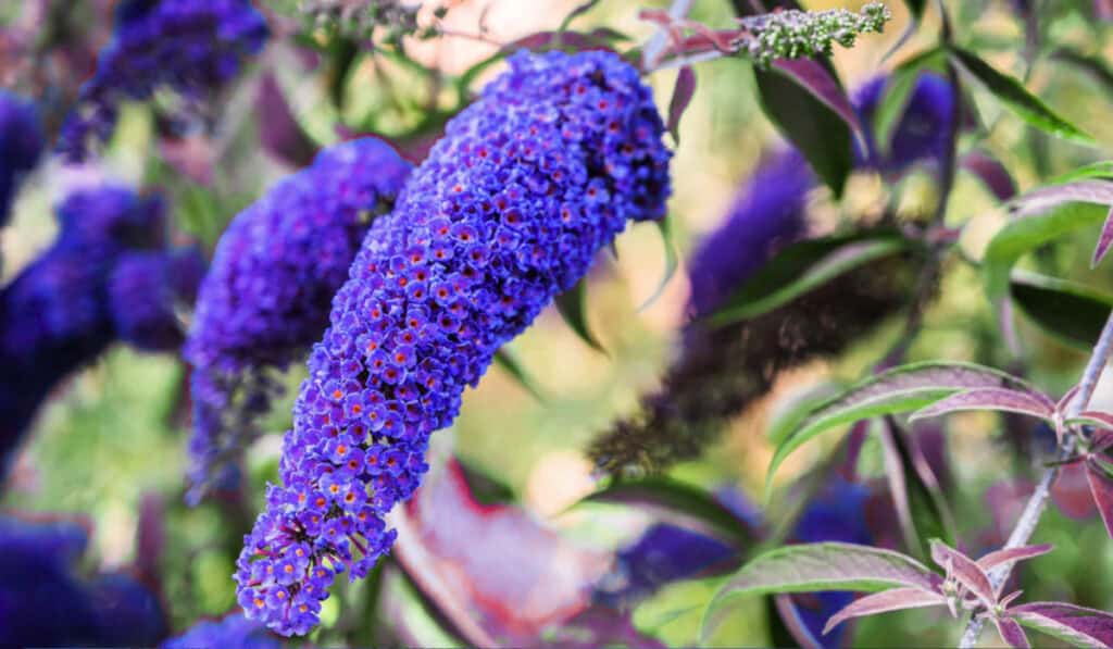 Vlinderstruik snoeien – juiste timing, techniek en verzorging voor maximale bloei