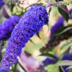 Vlinderstruik snoeien – juiste timing, techniek en verzorging voor maximale bloei