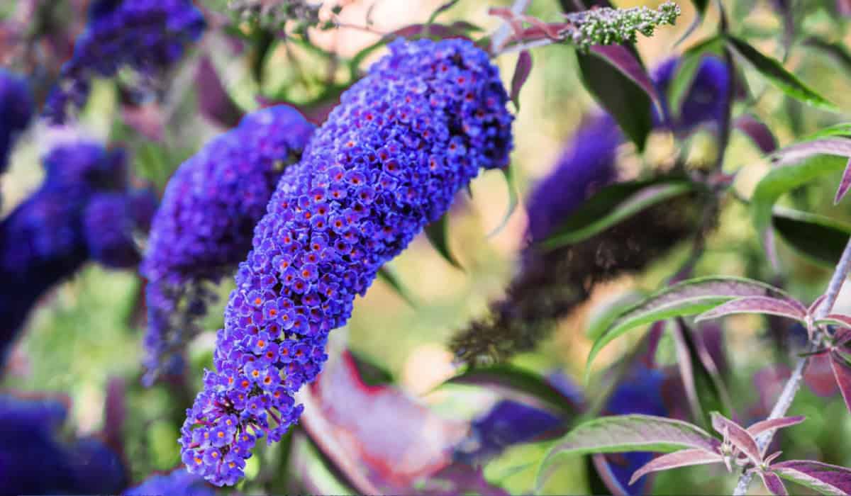 Vlinderstruik snoeien – juiste timing, techniek en verzorging voor maximale bloei