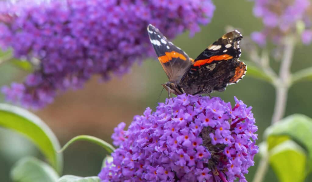 Vlinderstruik snoeien