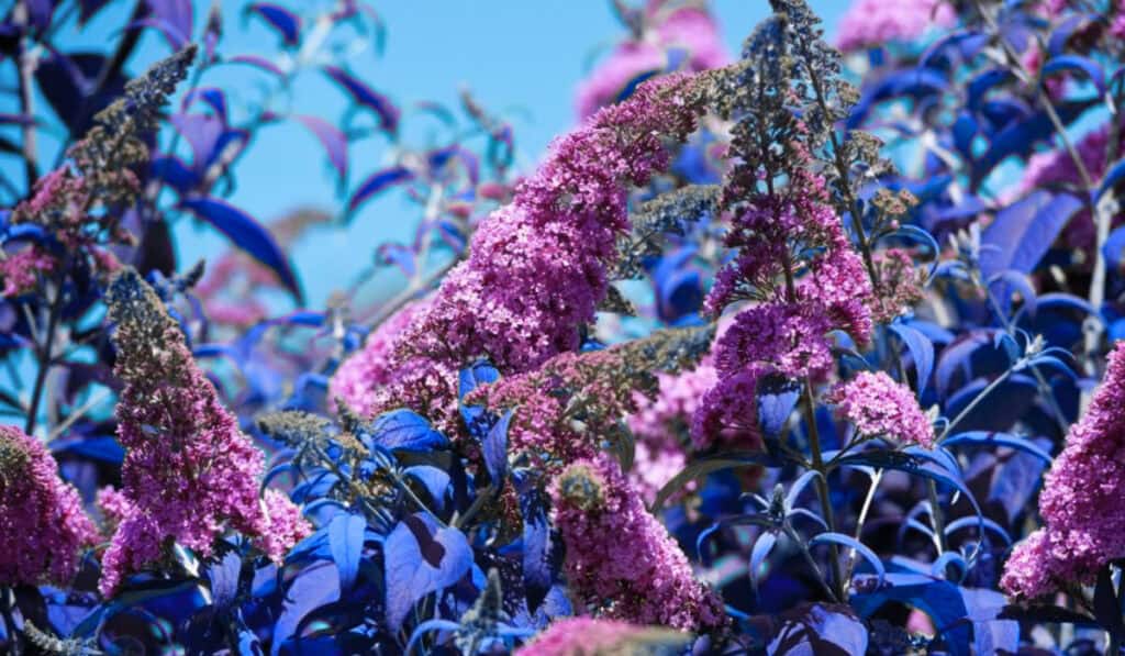 Vlinderstruik snoeien