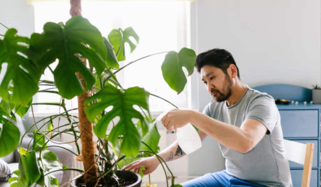 Monstera verzorging