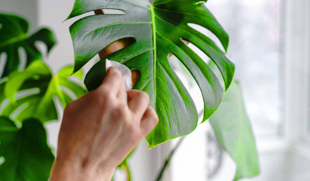 Monstera verzorging: complete gids voor soorten en onderhoud