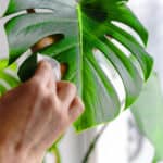 Monstera verzorging: complete gids voor soorten en onderhoud