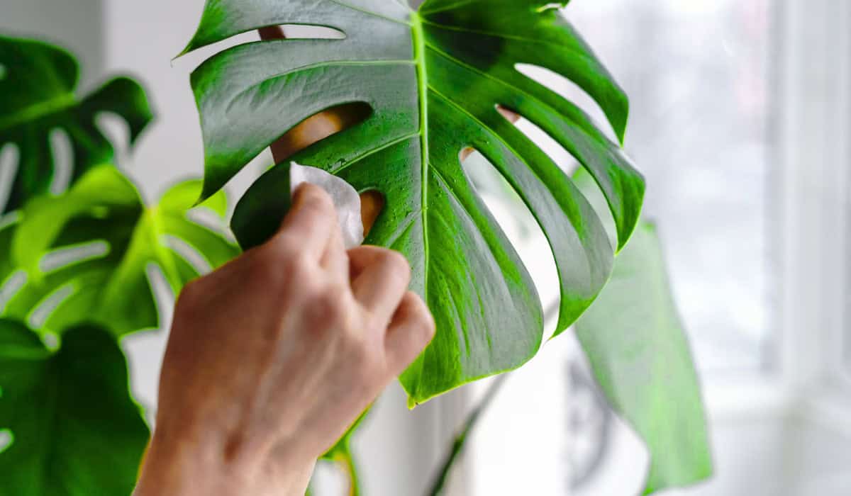 Monstera verzorging: complete gids voor soorten en onderhoud