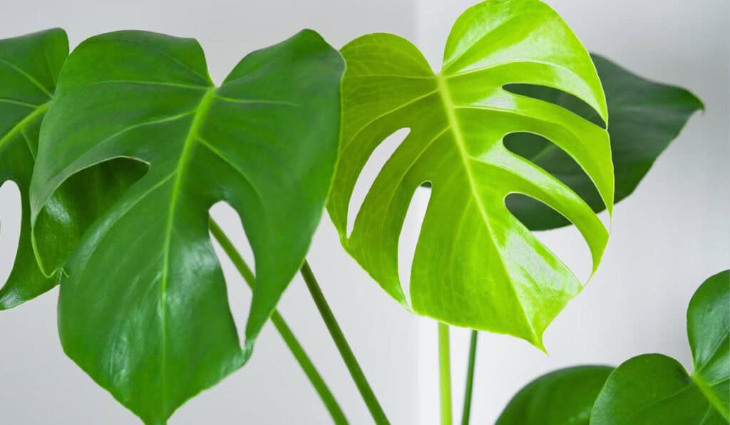 Monstera verzorging