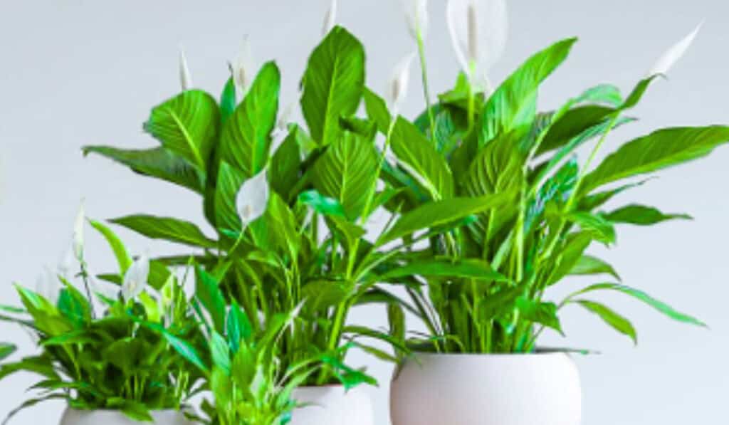 Lepelplant verzorging: complete gids voor een gezonde plant