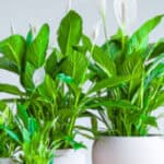 Lepelplant verzorging: complete gids voor een gezonde plant