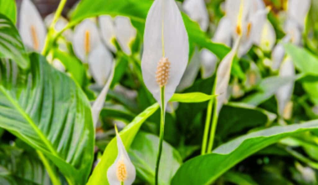 Lepelplant verzorging