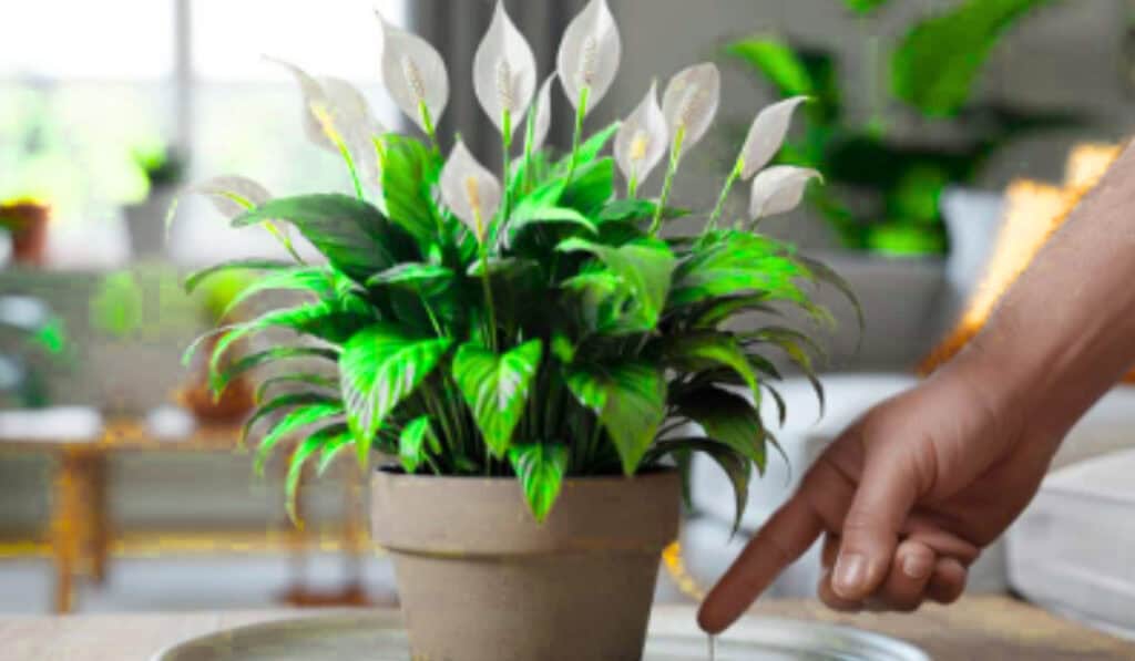 Lepelplant verzorging