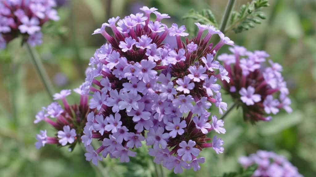 Verbena snoeien