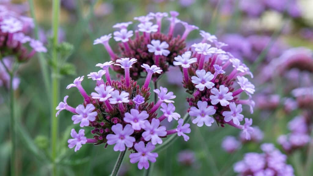 Verbena snoeien