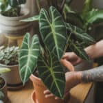 Alocasia Soorten: Complete Verzorgings- en Informatie Gids