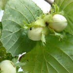 Hazelaar: Boom, Struik en Snoeien – Complete Gids